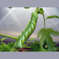 Tobacco hornworms