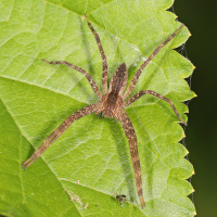 Nursery web spider