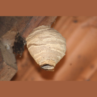 Potter wasp nest