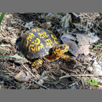 Box turtles