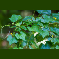 Cayaponia or creeping cucumber?