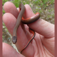 Red-bellied snakes