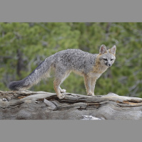 Gray fox