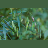 #x27Fish on a line#x27