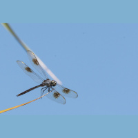 Four-spotted pennant dragonfly