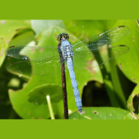 Eastern pondhawk