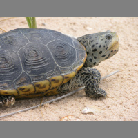 Diamond back terrapin
