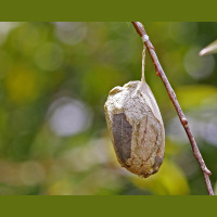 Polyphemus moth cocoon