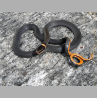 Northern ringneck snake