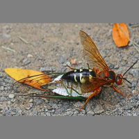 Cicada killer wasp