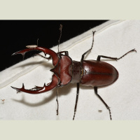 Giant stag beetle