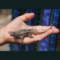 Eastern fence lizard