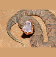 Eastern cottonmouth