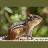 Eastern chipmunks