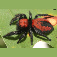 Apache jumper spider