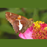 Silver-spotted skipper