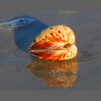 Giant Atlantic cockle