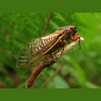 Cicadas