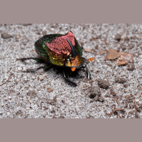 Rainbow scarab