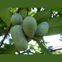 Pawpaw trees