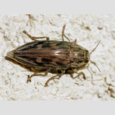 Naturenotes With Rudy Mancke