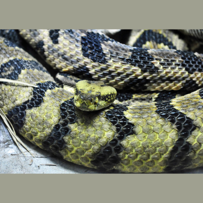 Naturenotes With Rudy Mancke