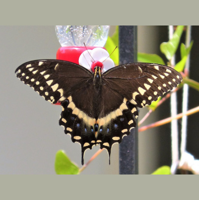 Naturenotes With Rudy Mancke