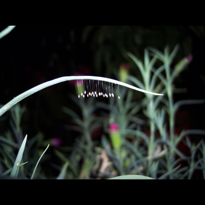 Naturenotes With Rudy Mancke