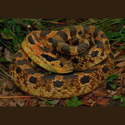 Naturenotes With Rudy Mancke