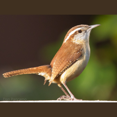 Naturenotes With Rudy Mancke