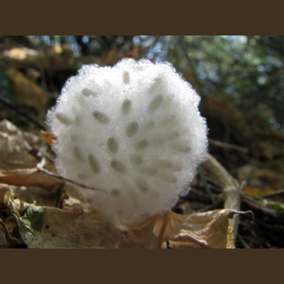 Naturenotes With Rudy Mancke