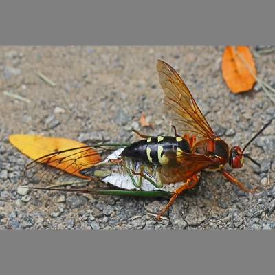 Naturenotes With Rudy Mancke