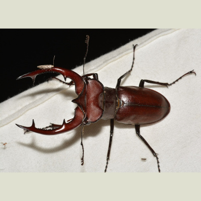 Naturenotes With Rudy Mancke