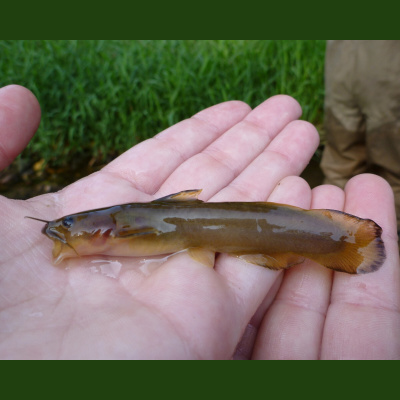 Naturenotes With Rudy Mancke