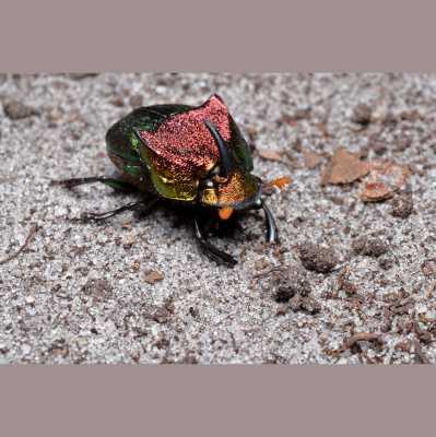 Naturenotes With Rudy Mancke