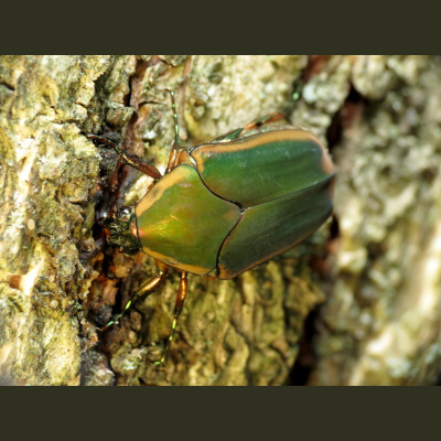 Naturenotes With Rudy Mancke