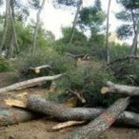 El capitalismo es el mejor aliado del medio ambiente