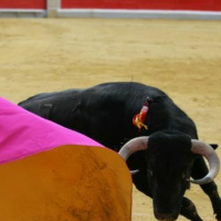 Tauromaquia y libertad de expresión