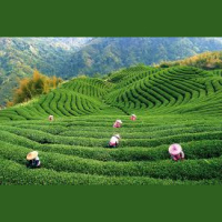 Сливки IT RD — на плантациях Viber (6) 