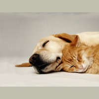 Наука сна (S02.08) 