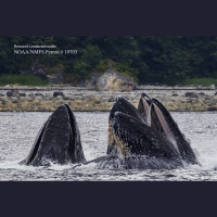 Talking to whales and searching for life in the universe