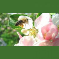 Bee Speaking and Ecopoetics in the Anthropocene