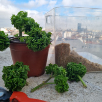 Meterse en un jardín | El pelargonium `Bontrosai¨, un geranio extraño y oloroso