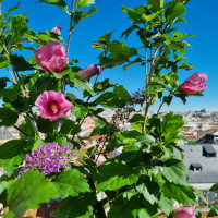 Meterse en un jardín |El arbusto de las mariposas y la rosa de Siria