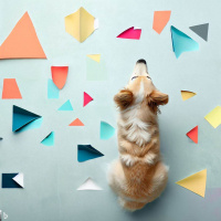 När du får gäster och flocken förändras - Med Jessica Mann