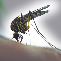 Episode #26 - Emerging Disease: Zika Virus