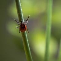 Episode #87 - Lyme Disease: Tick Talk  Related Research