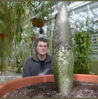 Besuchereindrücke nach Augenschein bei der blühenden Titanzwurz