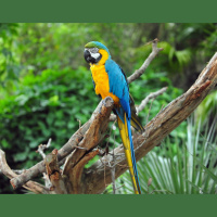 Guacamaya azul y amarilla (Ara ararauna)