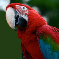 Guacamaya roja y verde (Ara chloroptera)